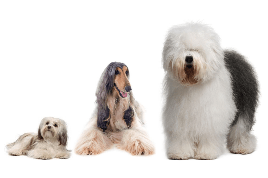 Tips para cuidar tu mascota en invierno